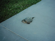 Turtle Eying Me