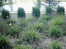 Stella d'Oro and Grasses