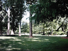Lawn and Trees On A Hot Day