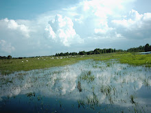 Sky, Birds, Wetlands