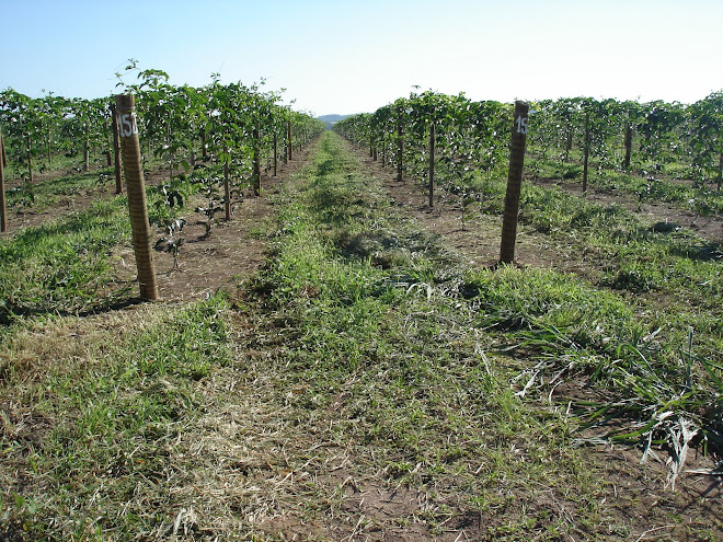 PLANTAÇAO MARACUJAS