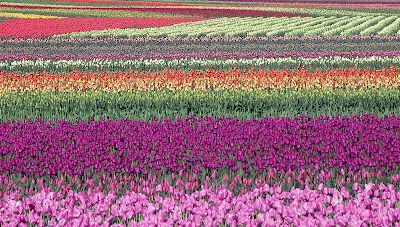 tulip_fields_01.jpg