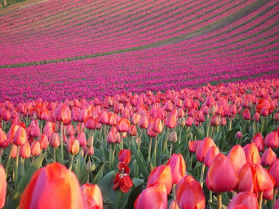 tulip_fields_02.jpg