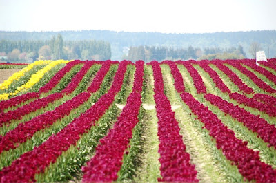 tulip_fields_25.jpg