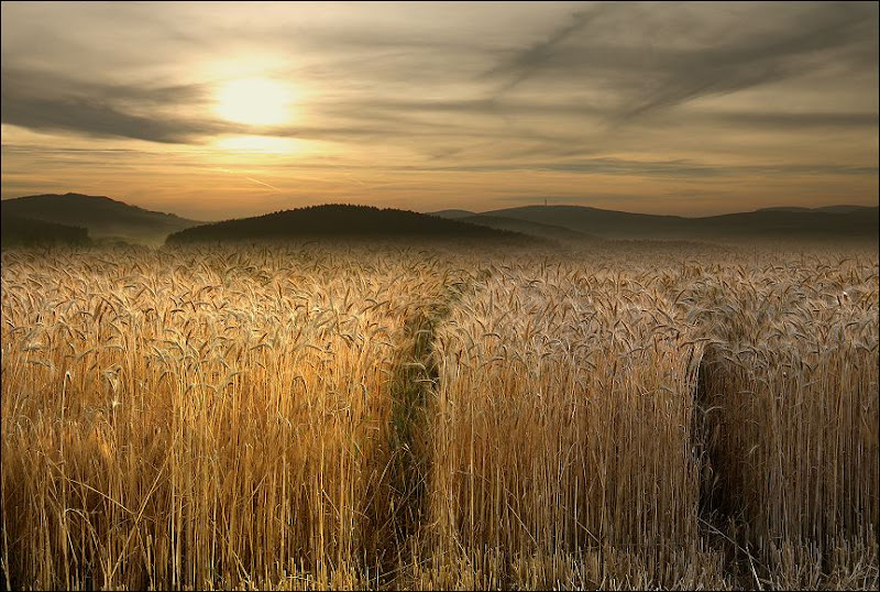 Пшеничные поля... 