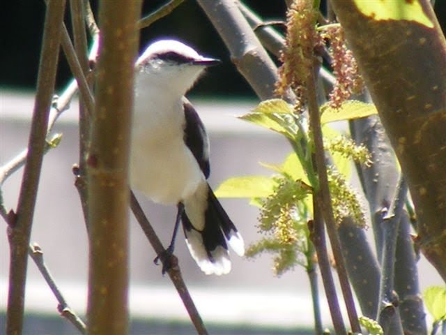 [2008_0426LagoOrfeu0028.JPG]