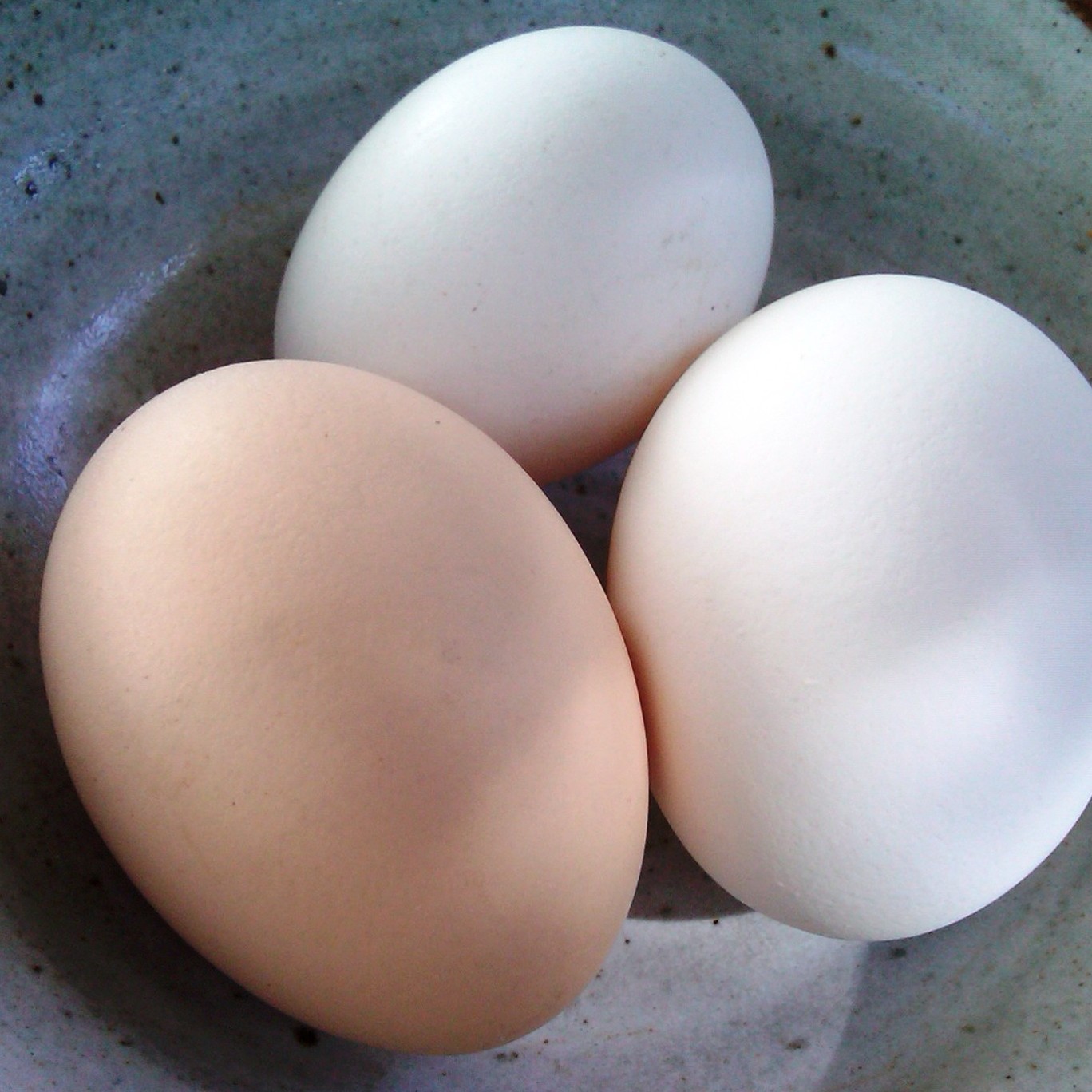 little dog lost Yard Bird vs Trader Joe's An Egg Yolk Color Comparison