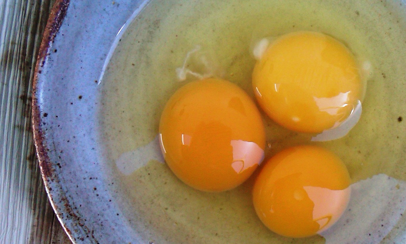 little dog lost Yard Bird vs Trader Joe's An Egg Yolk Color Comparison