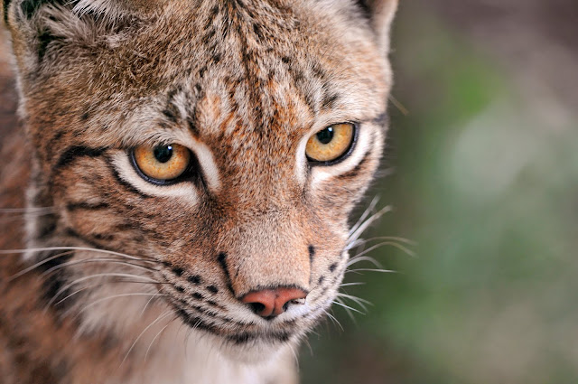 Close lynx by Tambako the Jaguar from flickr (CC-ND)