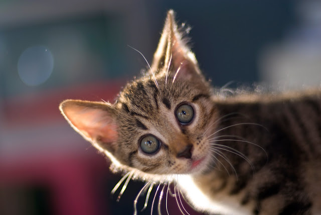 Crazy Kitten? // Nikkor 50mm 1.4 by Merlijn Hoek from flickr (CC-NC-ND)