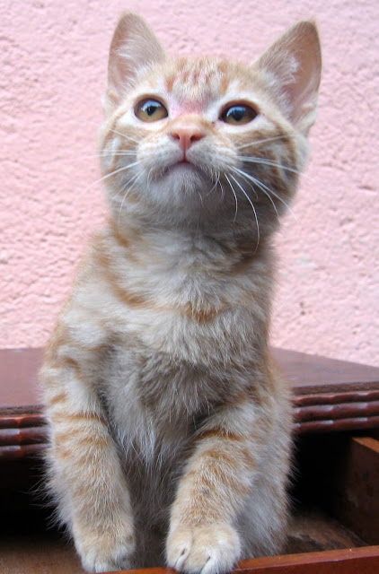 kitty by rubyblossom. from flickr (CC-NC-SA)