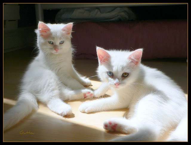 Bohu & Tohu  (3 months old) by Gattou/Lucie from flickr (CC-SA)