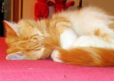 I love my tail! by play4smee from flickr (CC-NC)