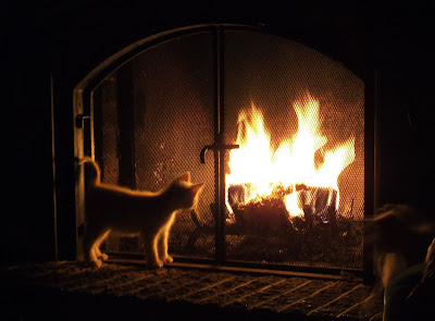 Cat and fire by Michel Filion from flickr (CC-BY)