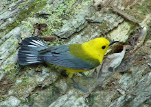 prothonotary warbler