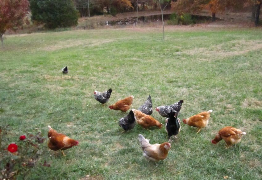 Ruthlynn's World Lawn Chickens