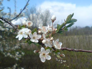 Wiktoria kl. VI a
