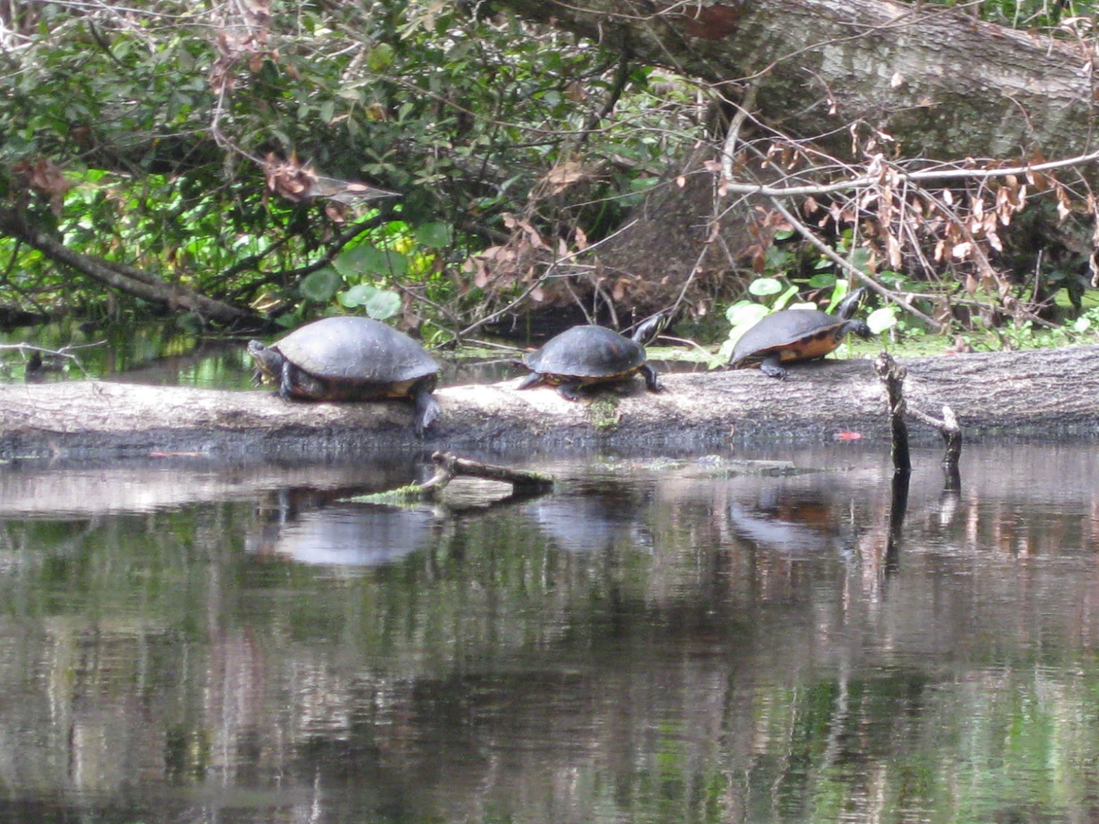 Dave's Yak Tales Wekiva River and Rock Springs Run