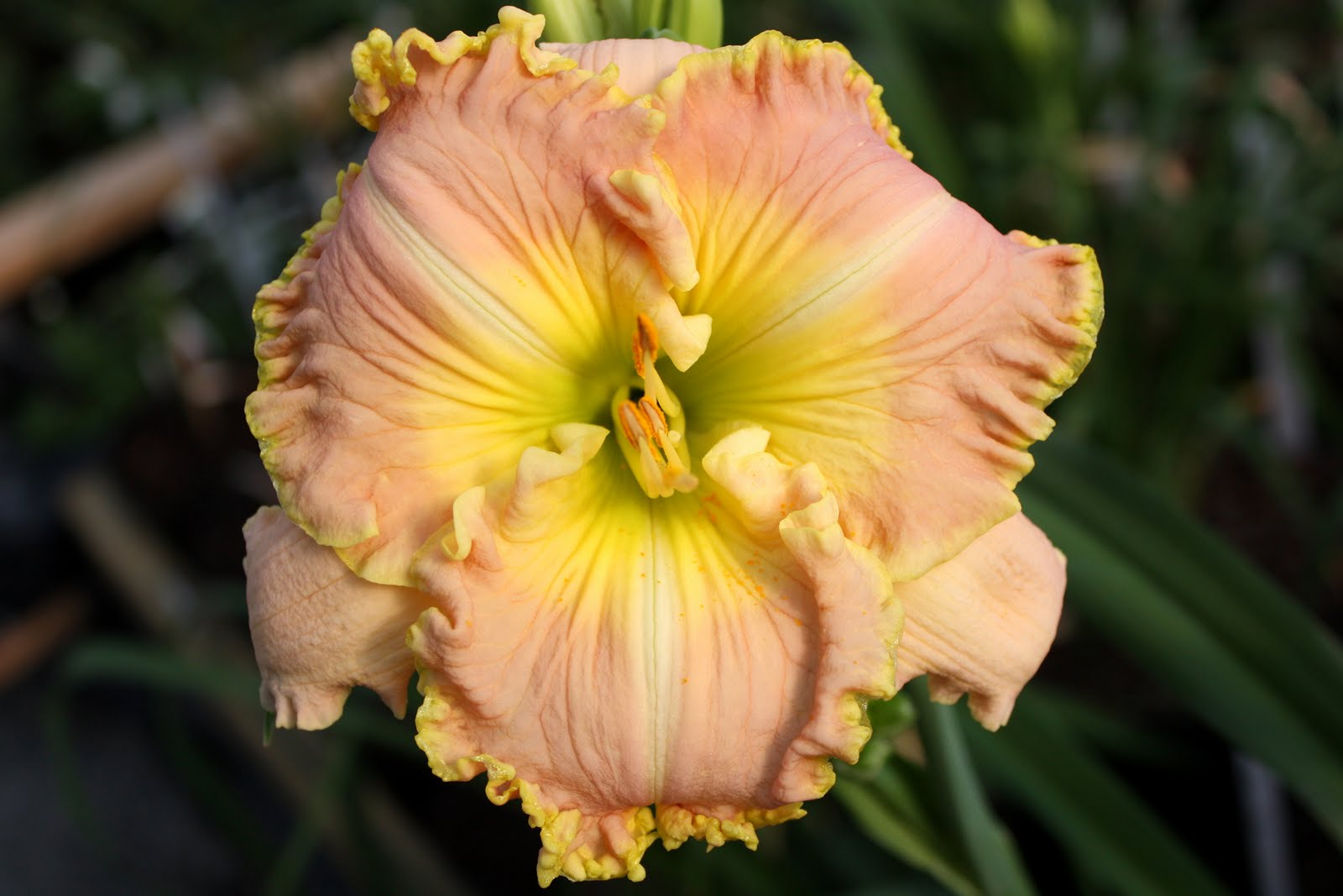 Lee's Daylily Potpourri Greenhouse Bloom 9