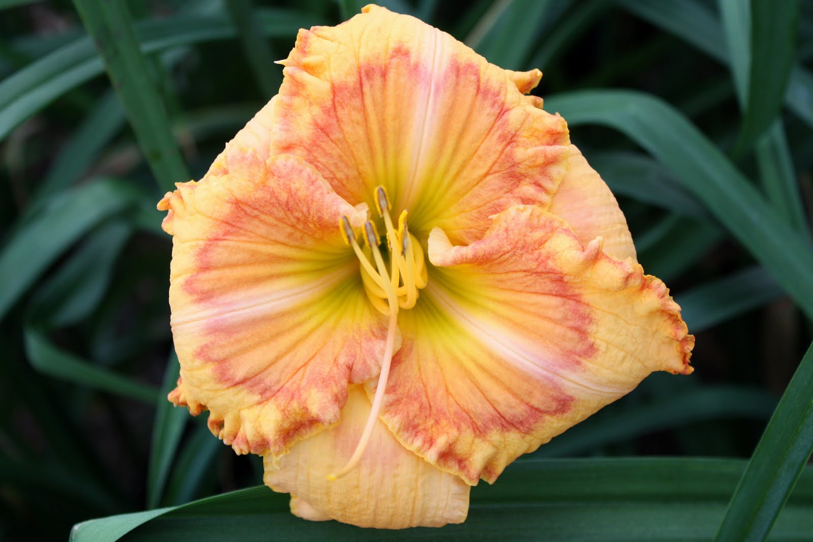 Lee's Daylily Potpourri Greenhouse Bloom 10