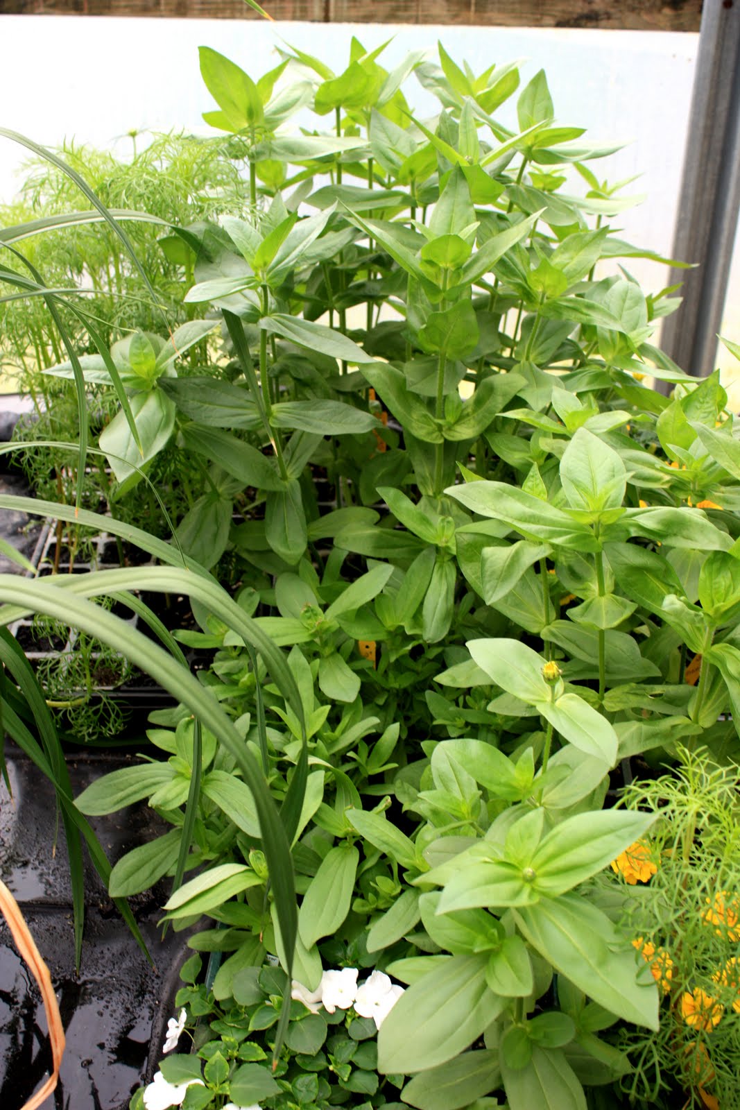 Lee's Daylily Potpourri Greenhouse Bloom 12