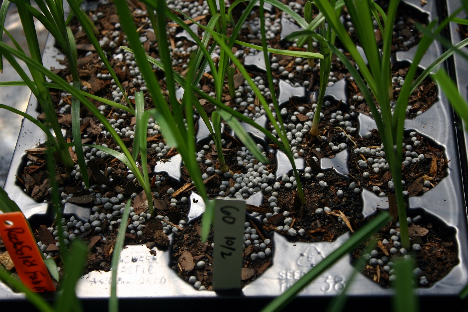 Lee's Daylily Potpourri Greenhouse seedlings