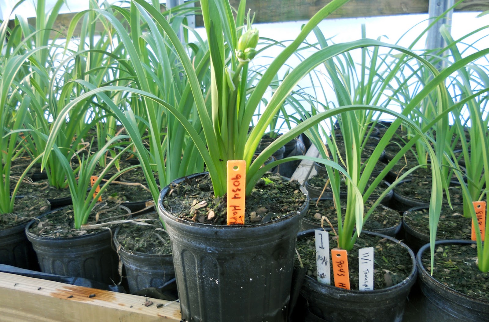 Lee's Daylily Potpourri Greenhouse scape and buds