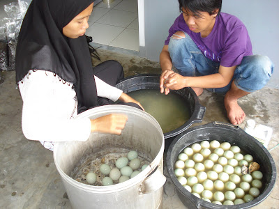 TELUR ASIN MBIO UNSIL TASIKMALAYA