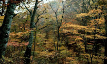 bosques de caducifolios japones