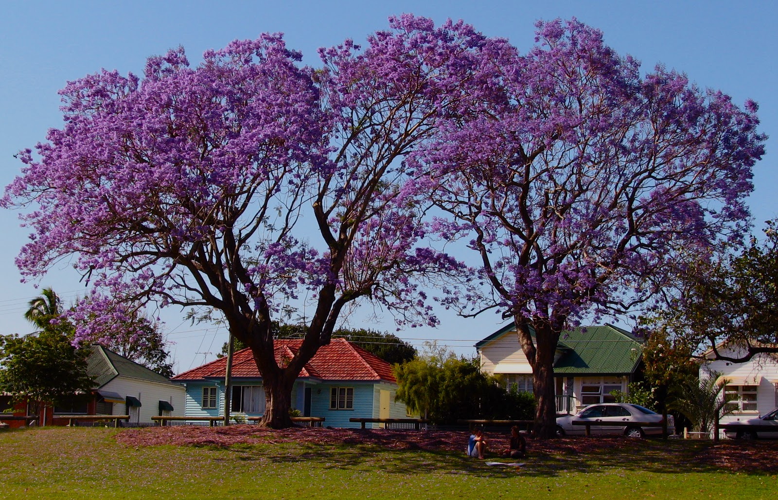 Дерево с фиолетовыми цветами как называется