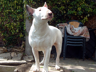 Dozer (Tiberius) English Bull Terrier