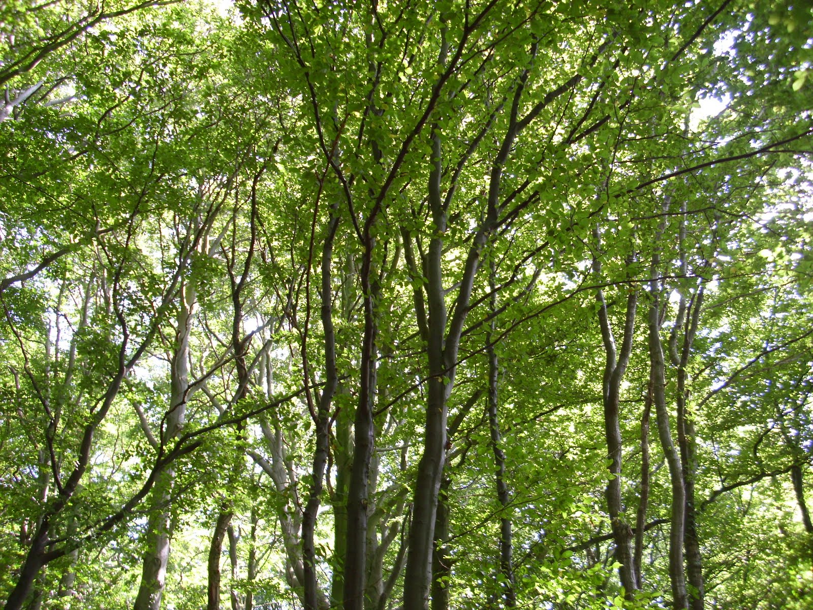 Svanvithe Anfang Der Liebe