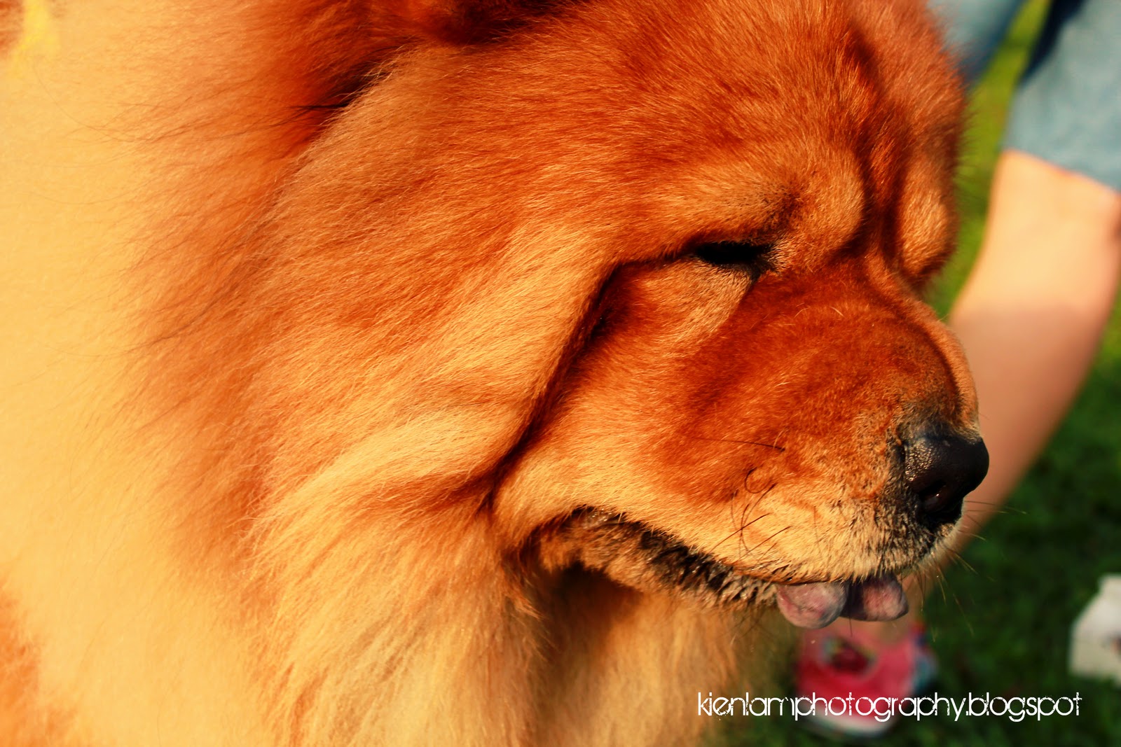 Chachao Pyaro k.ienlam Photography: chaochao :D!
