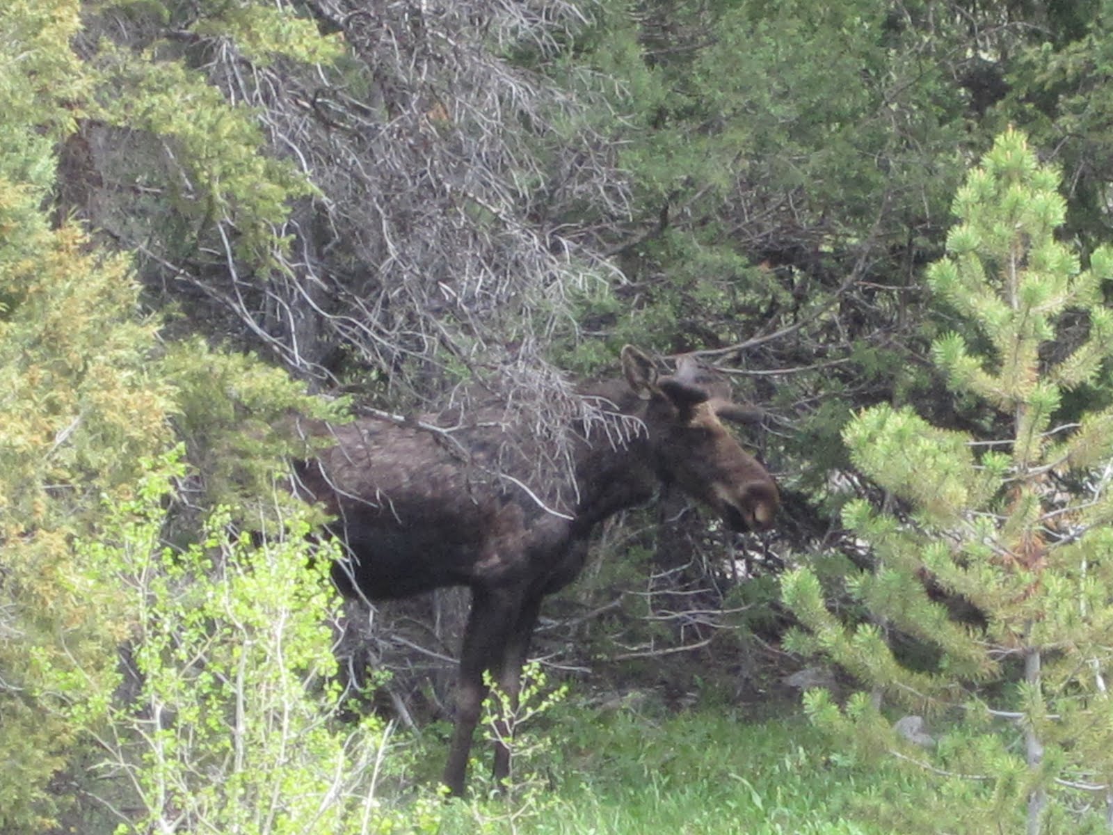 The GOOMsters Mushroom Hunting