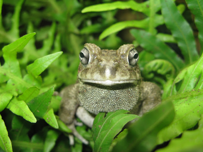 Bufo regularis