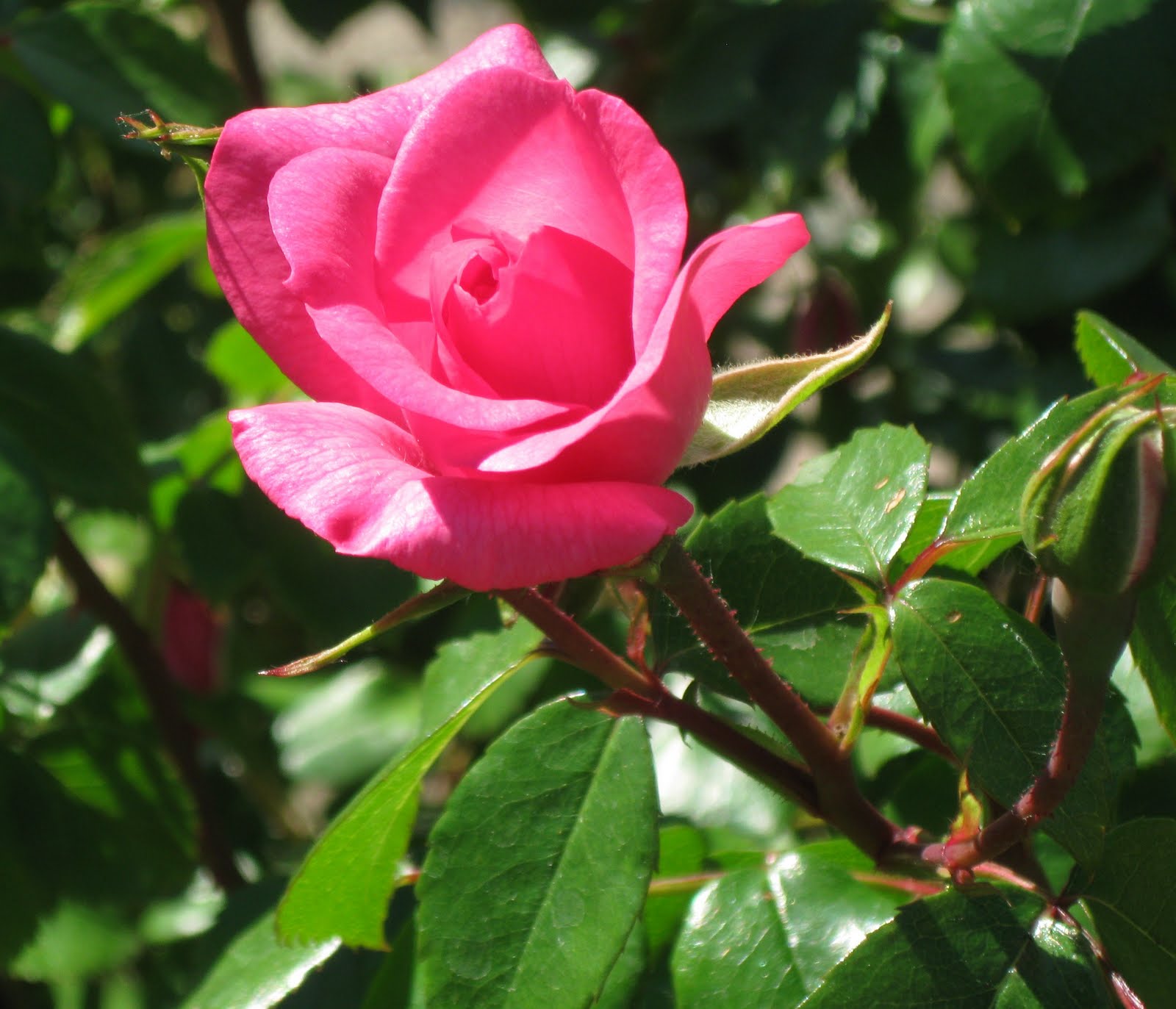 Mon Coeur S'ébat En Respirant La Rose