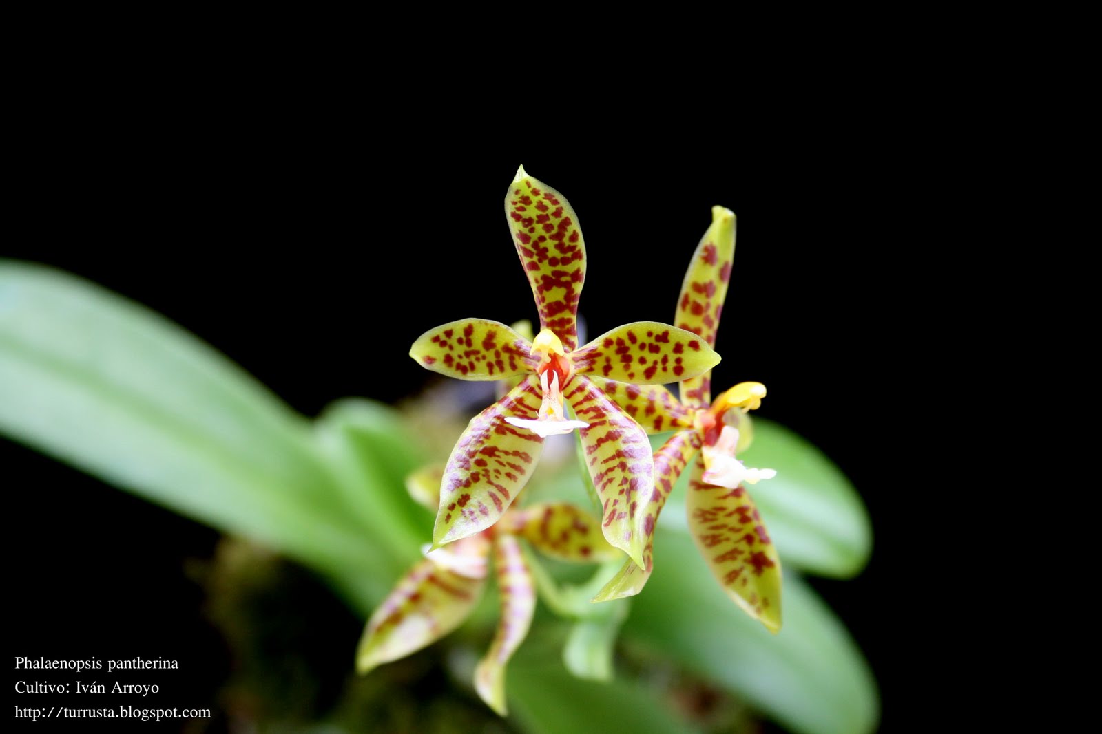 Las orquídeas de Iván Arroyo (Turrusta): Phalaenopsis pantherina