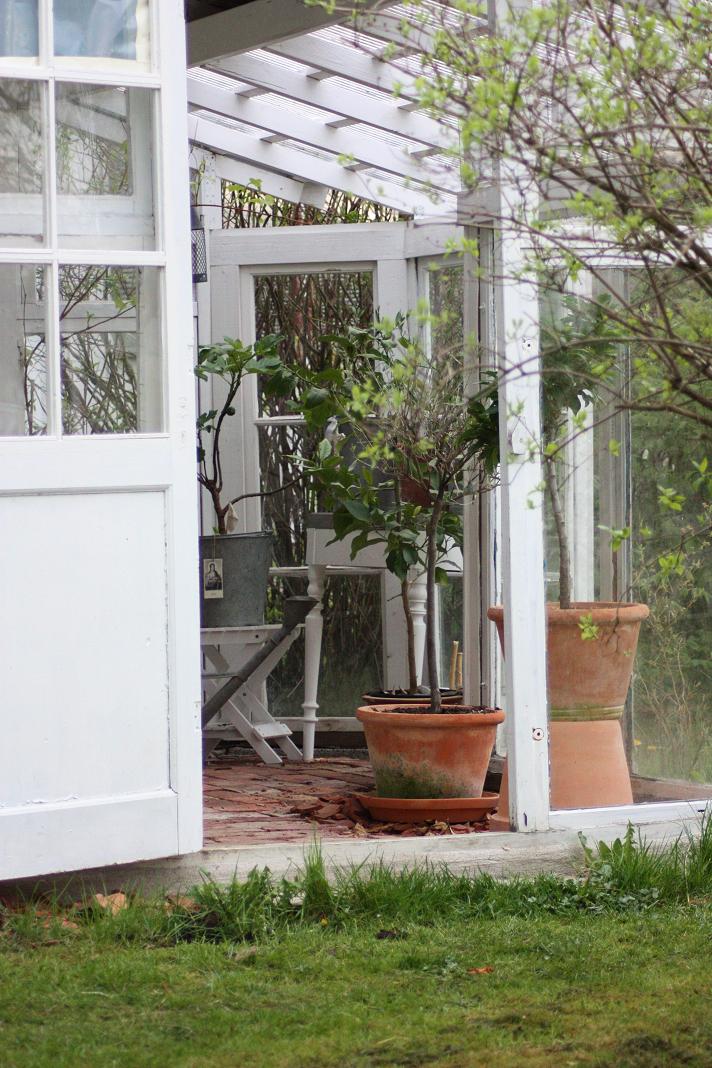 LILLA BLANKA Fikon i växthuset Figs in the greenhouse