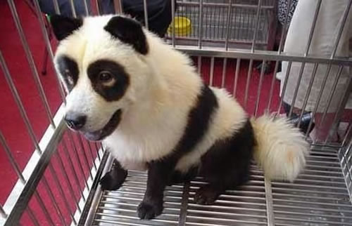 The Passion Panda: Panda Dogs