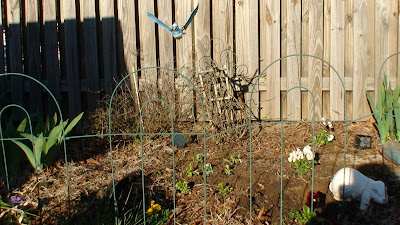Home Garden lettuce