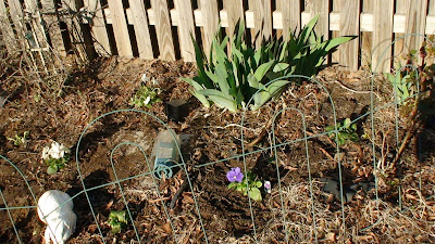 Garden grow lettuce at home
