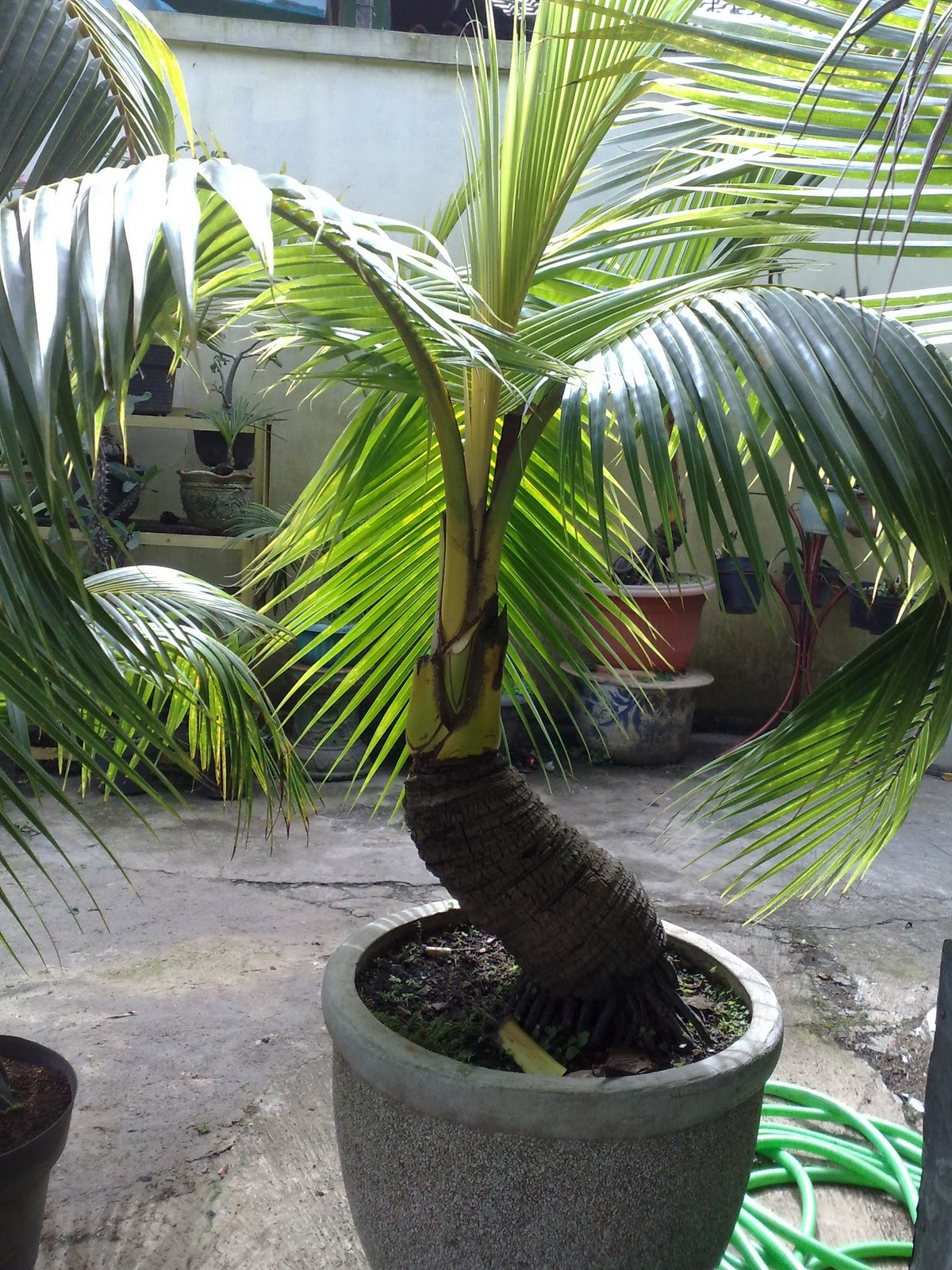 Palm bonsai  Tanaman pot Kebun Tanaman udara