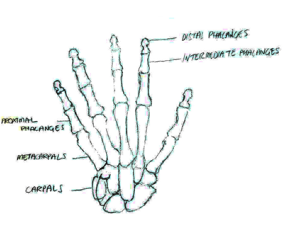 Intermediate Hand Joshua James Animation - LSL Hands On: Research Report