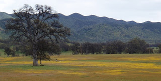 Indian Valley wildflowers Colusa County
