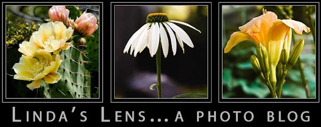 linda's lens