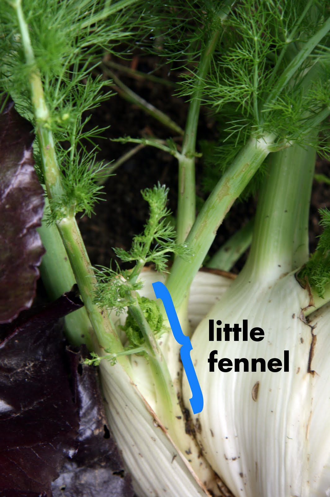UC Davis Good Life Garden Massive Fennel Bulbs!