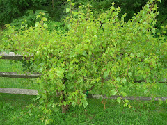 Zinfandel on St George Root Stock