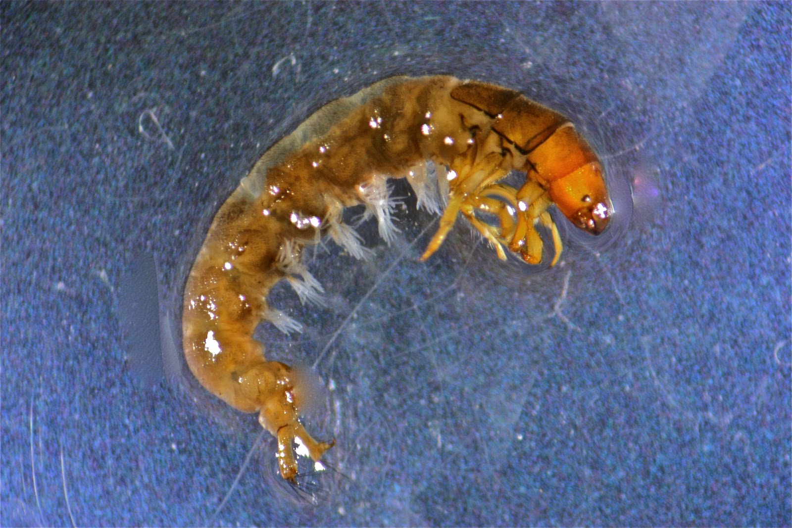 Aquatic Insects of Central Virginia The Netspinner" Caddisfly
