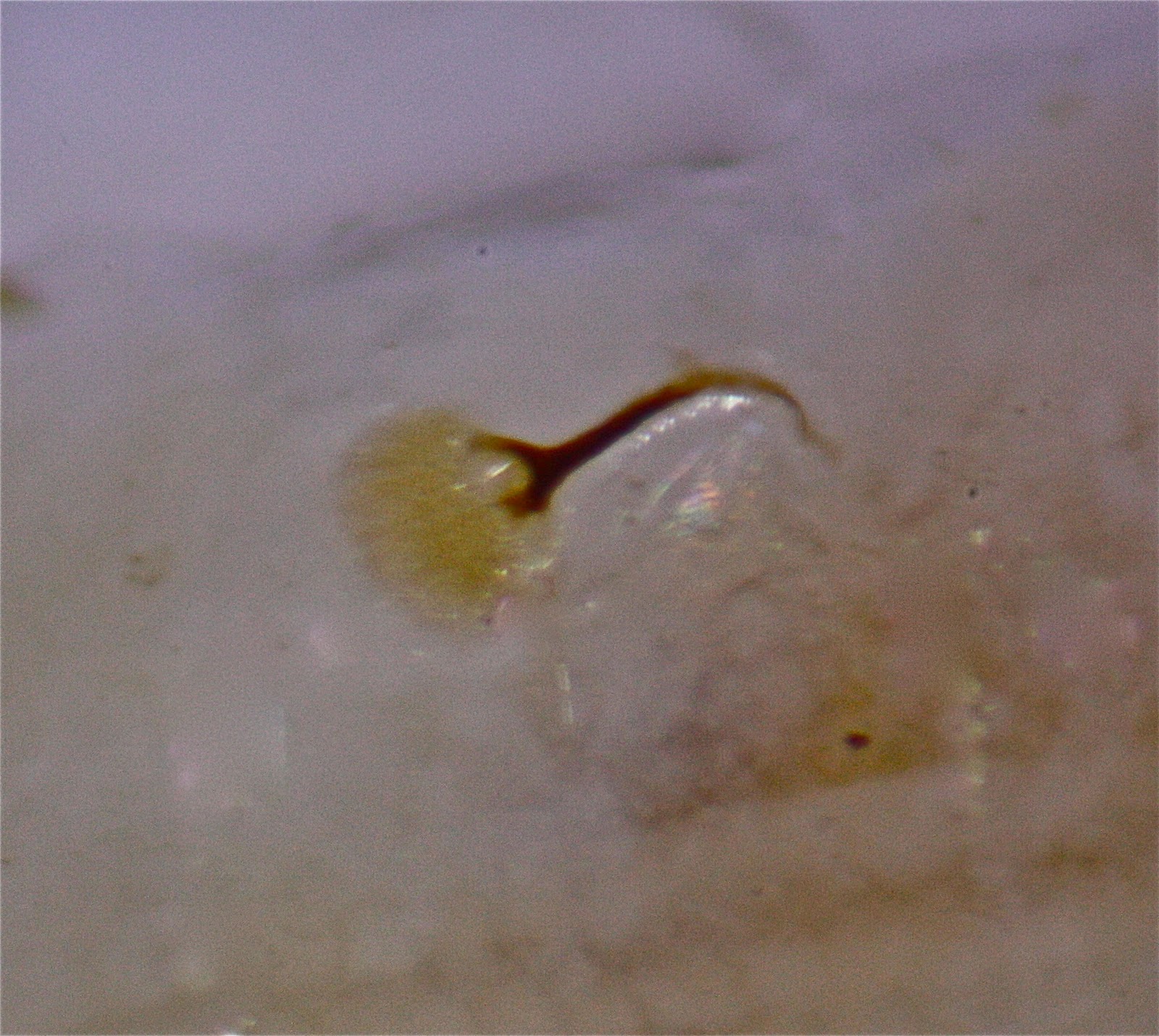 Aquatic Insects of Central Virginia: The 