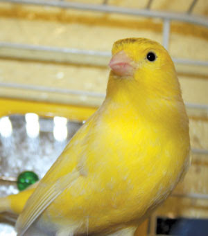 canary.jpg